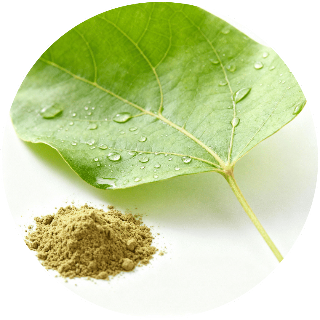 Extrait de feuilles de banaba, ingrédient d’origine végétale utilisé dans la formule Glucavit